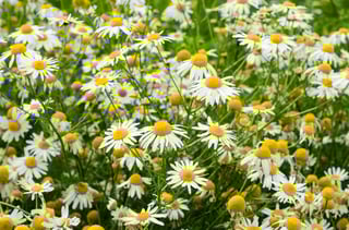 kamille plant