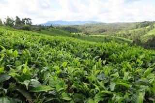 green tea fields
