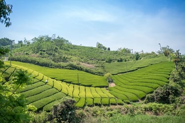 pickwick green tea secrets