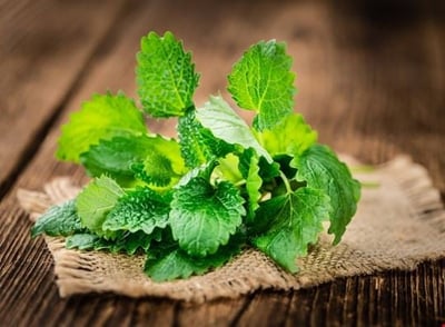 pickwick mint teaser