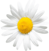 pickwick camomile