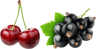 pickwick cherry black currant