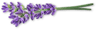 pickwick lavender
