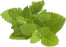 pickwick lemon balm resized  1