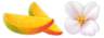 pickwick mango jasmin