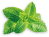 pickwick mint