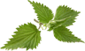 pickwick nettles resized  1