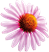 paarse bloem.png