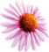 paarse bloem.png