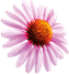 paarse bloem(2).png