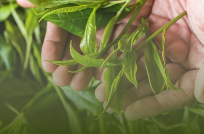 Pickwick Tea Leaves Home Page