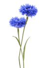 pickwick cornflower